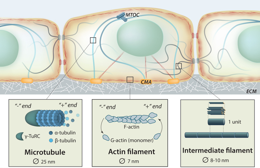 <p>actin filaments (protein fibers); structural support, movement of materials</p>