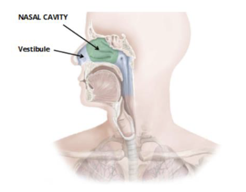 <p>Nose + nasal cavity</p><ul><li><p>traps the in coarse hairs + mucus </p></li></ul><p></p><p>air enters the nostril and is passed into the nasal cavity where it is conditioned </p>