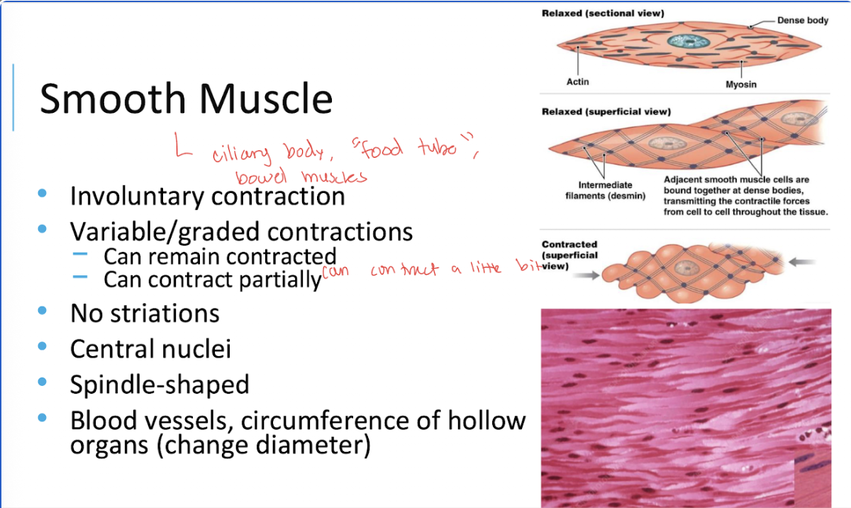 <p><span>Smooth muscle can contract partially or maintain a sustained contraction.</span></p>