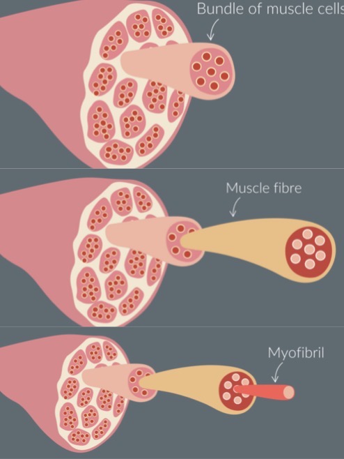 <p>bundle of muscle cells → each muscle cell is called a muscle fibre → myofibril </p>