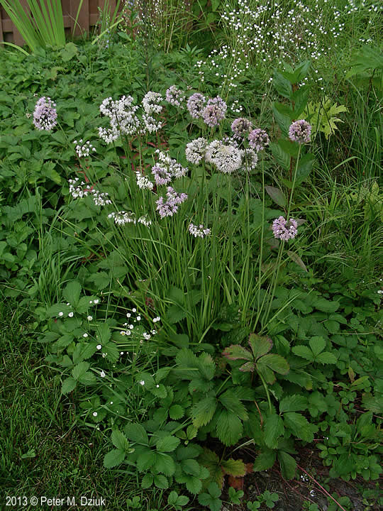 <p>What Plant is This?</p>