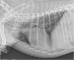 <p>Diagnosis?</p>