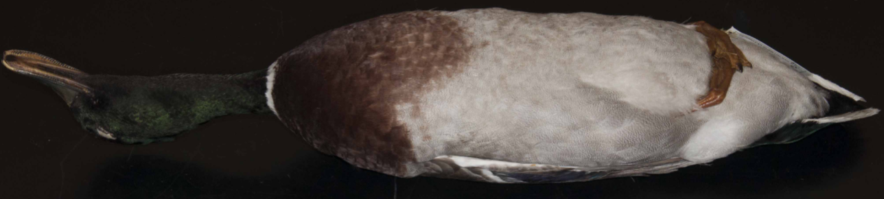<p> (Mallard)</p>