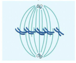 <ul><li><p><span>chromosomes aligned at the equator plane (metaphase plate)</span></p></li></ul><p></p>