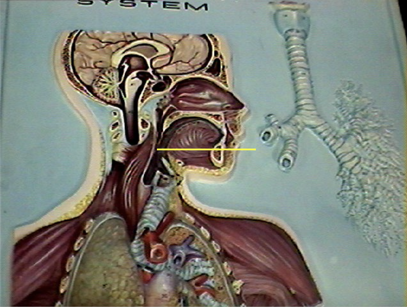 <p>Identify the organs of the digestive tract.</p>