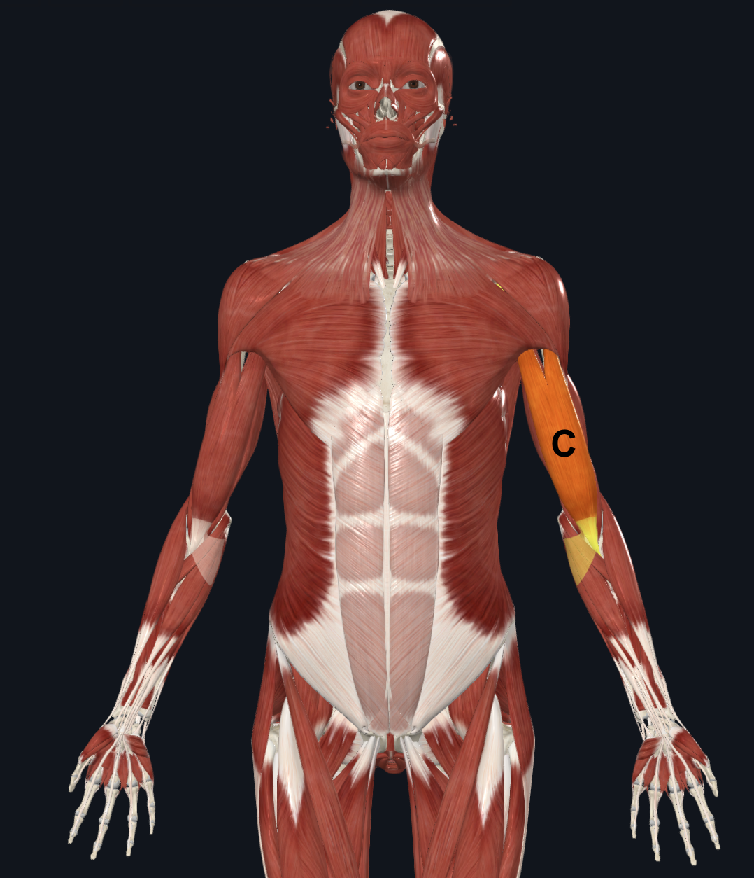 <p>C</p>