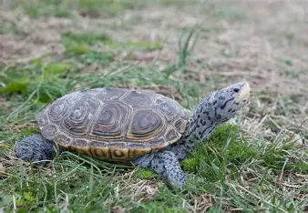 <p>endangered; tolerates brackish waters, marshes; grey; concentric rings on scutes</p>