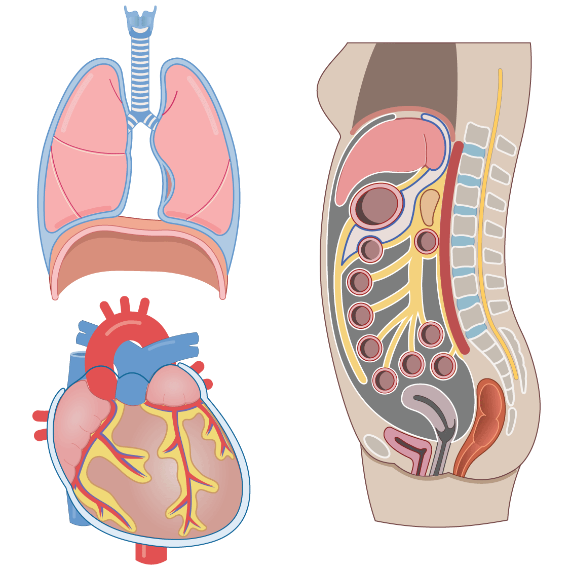<p>What are the three types of serous membranes?</p>