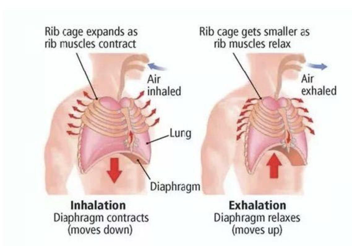 <ul><li><p>Simply <strong>breathing in and out</strong></p></li><li><p>Air moves:</p><ul><li><p><strong>Into lungs</strong> (inhalation)</p></li><li><p><strong>Out of lungs</strong> (exhalation)</p></li></ul></li></ul><p><span data-name="point_right" data-type="emoji">👉</span> No gas exchange yet — just moving air</p>