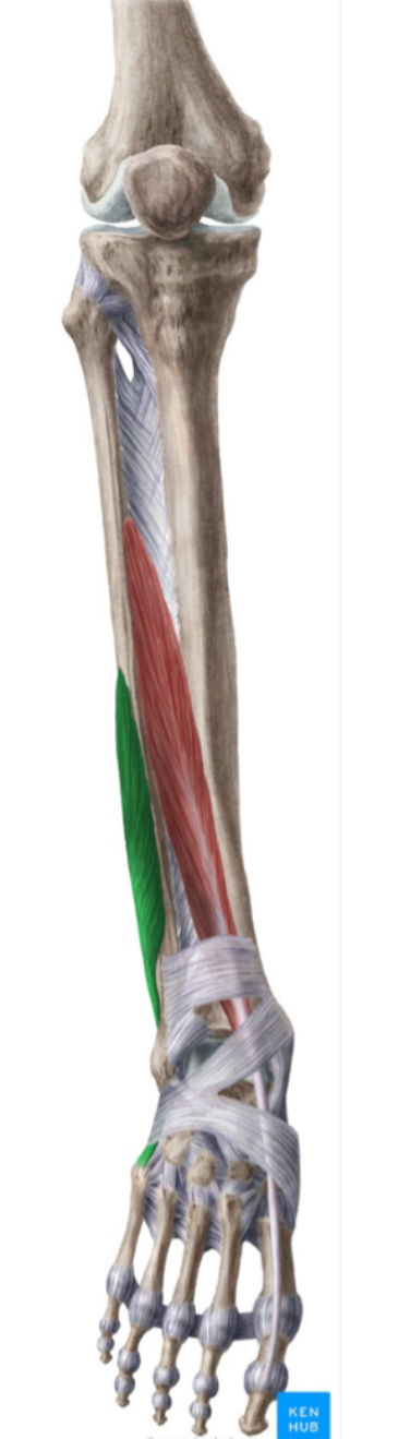 <p>Origem, inserção, inervação e função do m. fibular terceiro:</p>