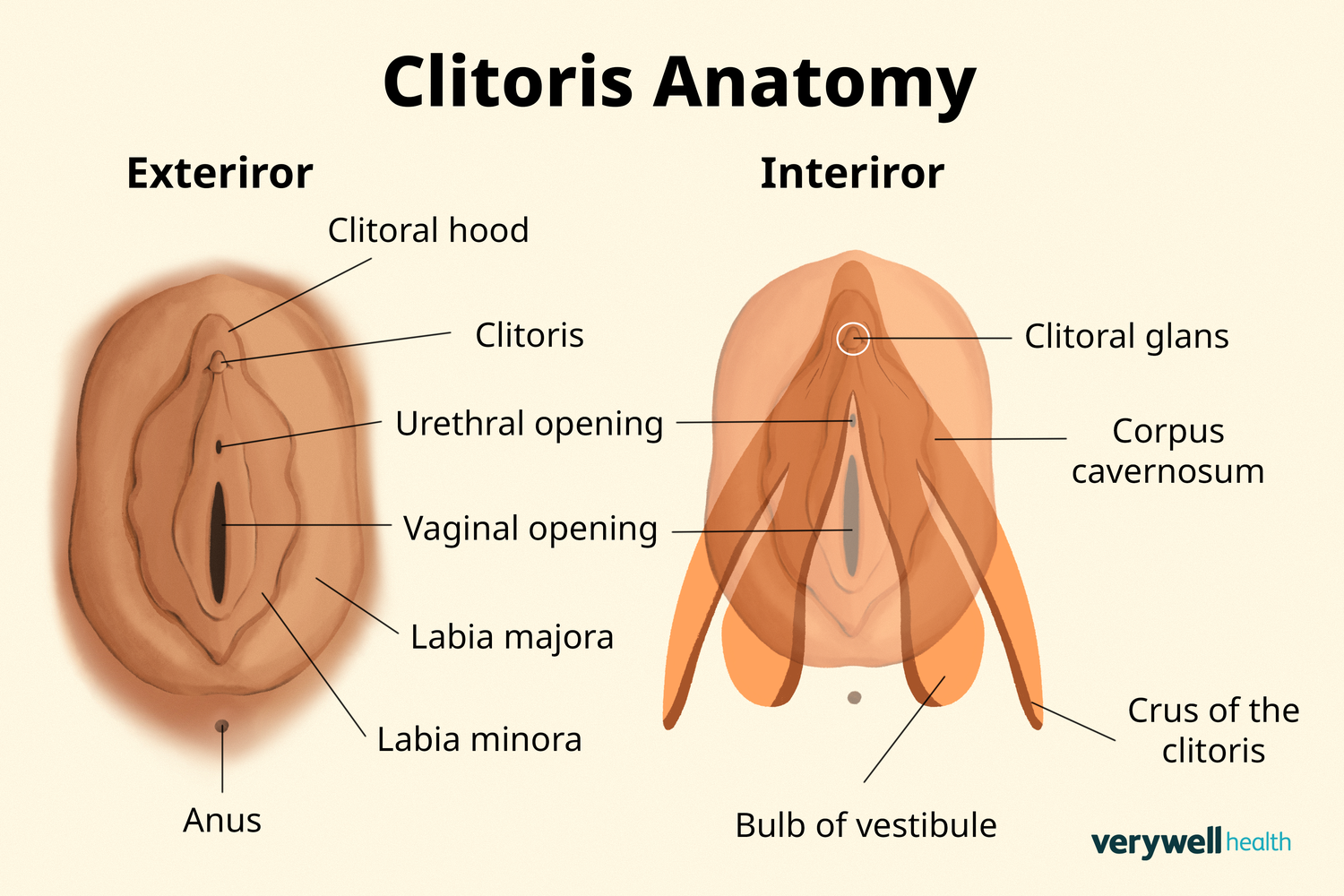 <p>small erectile organ of female that is developmentally equivalent to a penis </p>