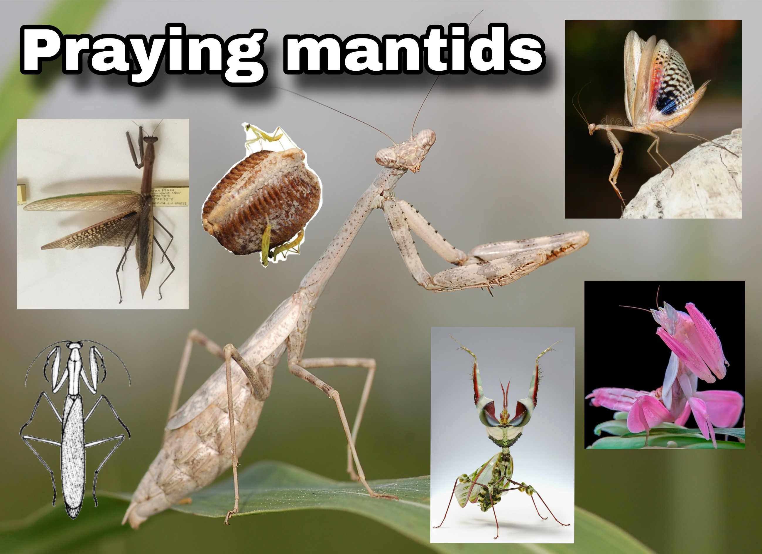 <p>Praying mantids</p>