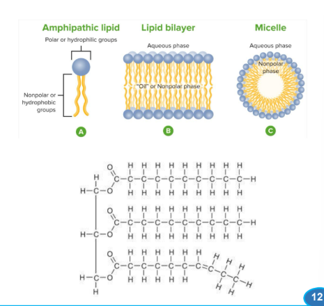 <p><strong><u>Lipid Molecules </u></strong></p><ul><li><p><strong>Lipids </strong>-<strong><mark data-color="blue" style="background-color: blue; color: inherit;"> </mark></strong><span style="color: blue;"><strong><mark data-color="blue" style="background-color: blue; color: inherit;">water-insoluble _____ derivatives </mark></strong></span></p><ul><li><p>structural components of membranes </p></li><li><p>energy-rich fuel stores</p></li><li><p>pigments</p></li><li><p>intracellular signals </p></li></ul></li><li><p><strong><mark data-color="yellow" style="background-color: yellow; color: inherit;">Lipidome</mark> - the lipid containing molecules in a cell </strong></p></li></ul><p></p>