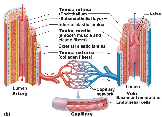 <p>outermost —> innermost</p><ol><li><p>tunica externa: fibrous connective tissue (protects)</p></li><li><p>tunica media: smooth muscle &amp; elastic tissue (dilates &amp; constricts)</p></li><li><p>tunica intima: lined w/ endothelium aka endothelial cells (decreases friction as blood flows)</p></li></ol><p></p>