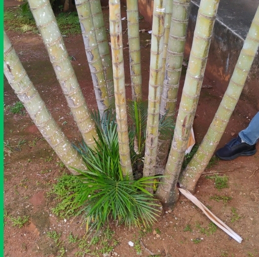 <p>Areca-bambu</p>