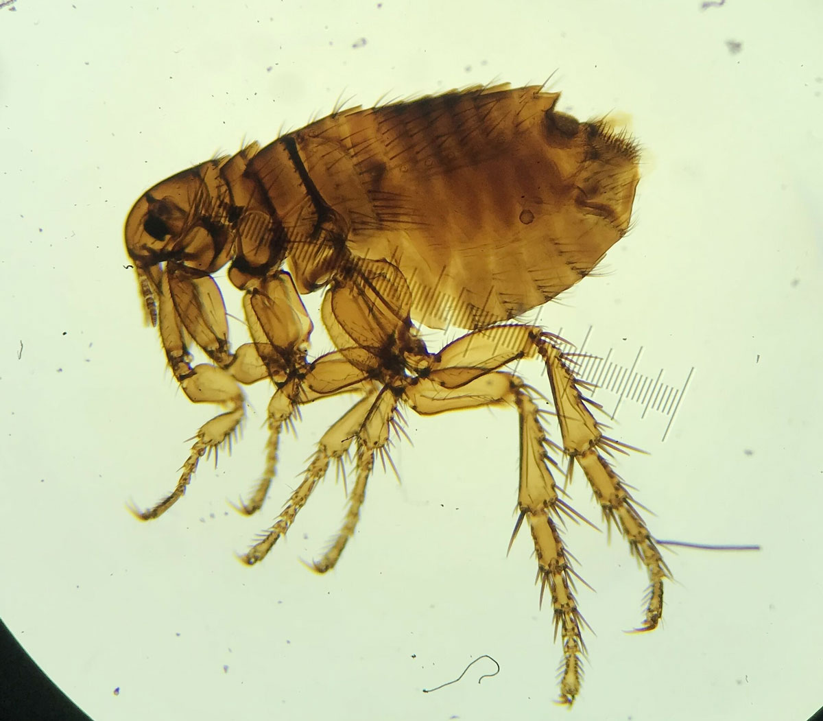 <ul><li><p>Human flea or house flea </p></li><li><p>Wide host spectrum</p></li></ul><p></p>