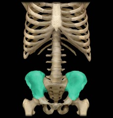 <p>Large Flattened portion on the upper half of the pelvic girdle</p>