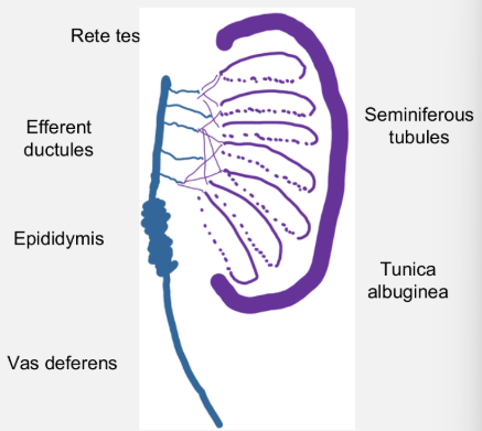 <ul><li><p>testosterone stimulates mesonephric duct to grow</p></li><li><p>paramesonephric duct regresses due to AMH production</p></li></ul><p></p>
