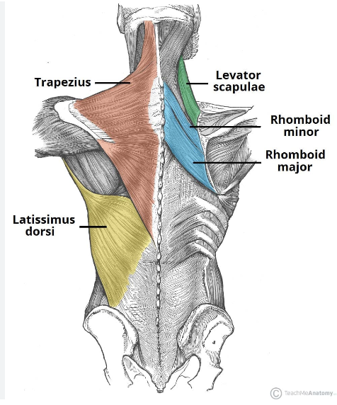 <p><span>Trapezius,&nbsp;Latissimus dorsi,&nbsp;Levator scapulae,&nbsp;Rhomboids</span></p>