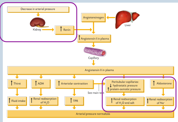 <p>• Production of Renin as part of <span style="color: purple;">renin-angiotensin-aldosterone- system (RAAS</span>) to maintain<strong> </strong><span style="color: purple;"><strong>blood pressure</strong></span></p><p>renin is the enzyme, released by kidneys that converts angioteninsogen (cleavage) to angiotensin I in the liver.</p><p>ACE cleaves angiotensin I to angiotensin II in capillaries of lungs</p><p><span style="color: purple;"><strong>angiotensin II is a vasoconstrictor that raises blood pressure</strong></span></p>