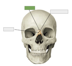 <p>Nasal bone: this is the</p>