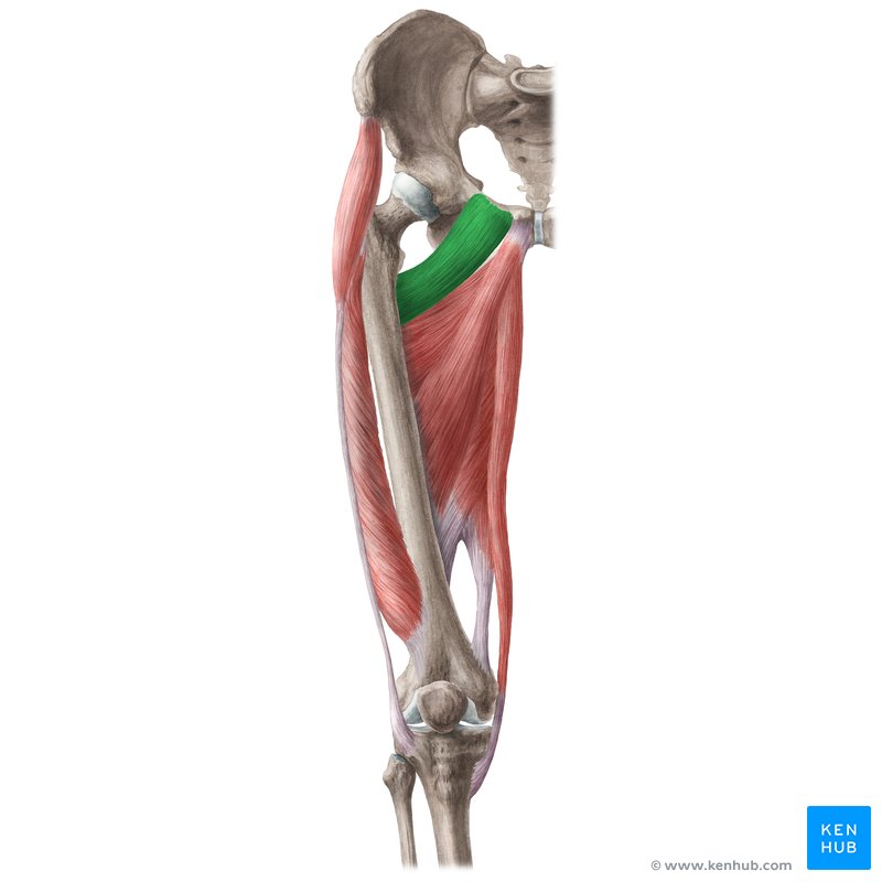 <p>pectineus nerve</p>