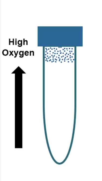 <p>obligate aerobe</p>