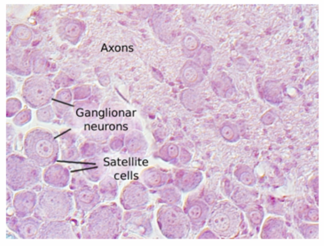 <p>Spinal Cord Ganglia : Ganglionar Neuron : Function : Carries sensory impulses from receptors to the central nervous system.</p>