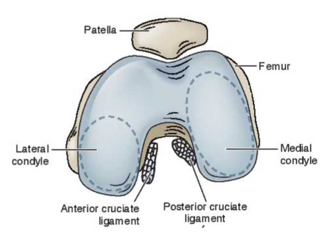 <p><span>Medial and lateral condyles form articulating surfaces</span></p><ul><li><p><span><strong>Larger medial condyle</strong> (larger articulating surface)</span></p></li><li><p><span>Separated by intercondylar notch</span></p></li><li><p><span>Contains articulating surface for PFJ</span></p></li></ul><p></p>