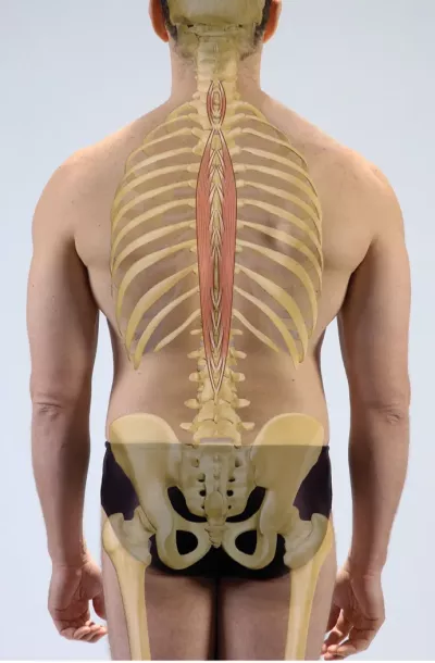 <p><strong>[muscle] </strong></p><p>action</p>