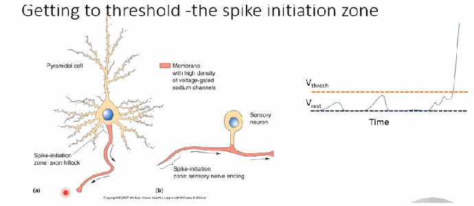 <p>It's the location where the action potential is actually first triggered — usually the axon hillock for a pyramidal cell, or the sensory nerve ending for a sensory neuron. Depolarisation reaching this zone can be “inherited” from an adjacent axonal region, “inherited” from dendritic depolarisations caused by other neurons' inputs, or caused directly by physically-gated Na+ channels opening (e.g., stretch-sensitive Na+ channels in sensory nerve endings).</p>