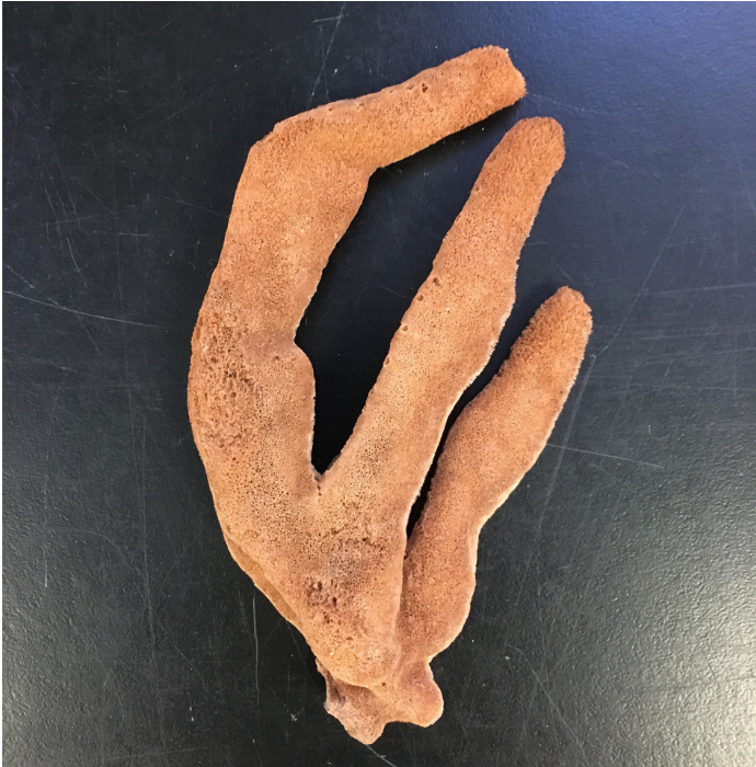 <p>Phylum porifera:</p><p>Genus: Isodictya</p>