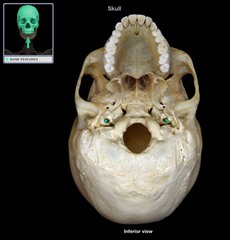 <p>Round opening in the petrous part of the temporal bone</p>