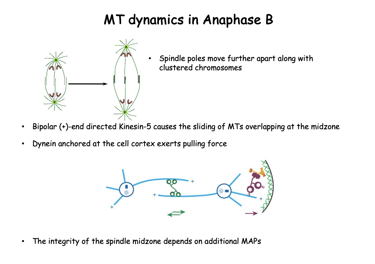 <ol><li><p>spindle poles move further apart along with clustered chromosomes</p><ul><li><p> pushed by bipolar (+) end directed <strong>Kinesin-5</strong></p><ul><li><p>causes the sliding of antiparallel MTs at the overlap zone</p></li></ul></li></ul></li><li><p><strong>Dynein</strong> (-end directed motor)</p><ul><li><p>anchored at the cell cortex helps to pull the poles apart</p></li></ul><p></p></li><li><p>Integrity of the spindle midzone depends on additional MAPs</p><p></p></li></ol><p></p>