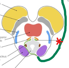<p>A structure in the midbrain responsible for the control of motor functions of the trochlear nerve.</p>