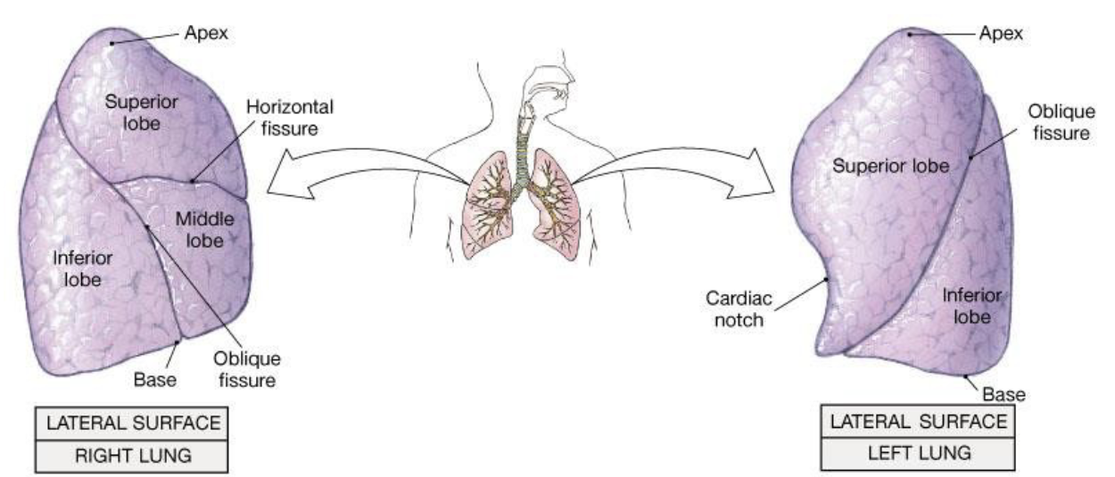 <ul><li><p>Right lung has <strong>3 lobes (</strong>Superior, Middle, Inferior), separated by the horizontal and oblique fissure</p></li><li><p>Left lung has <strong>2 lobes (</strong>Superior, Inferior), separated by the oblique fissure</p></li></ul><p></p>