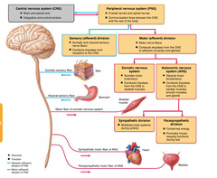 <p>The Nervous system</p>