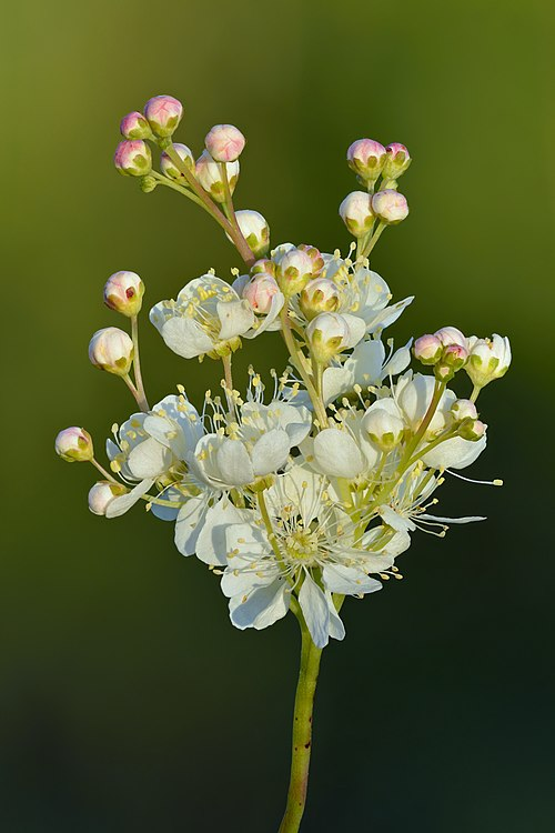 <p>Brudbröd   (Rosaceae)</p>