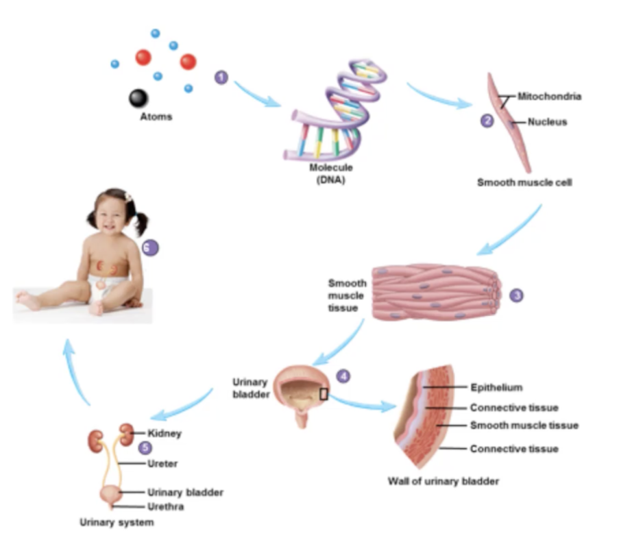 <p>1.Chemical</p><ul><li><p>interaction of atom</p></li></ul><p></p><p>2. Cell</p><ul><li><p>Structural and fucntional unit of living organisms</p></li></ul><p></p><p>3. Tissue</p><ul><li><p>groups of similar cells + materials surrounding them</p></li></ul><p></p><p>4. Organ</p><ul><li><p>2+ tissues functioning together</p></li></ul><p></p><p>5. Organ System</p><ul><li><p>Groups of organs functioning together</p></li></ul><p></p><p>6. Organism</p><ul><li><p>Any living thing</p></li></ul><p></p>