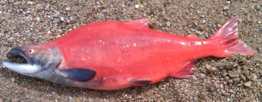 <p>Kokanee</p>