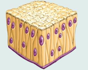 <p>What tissue type?</p>