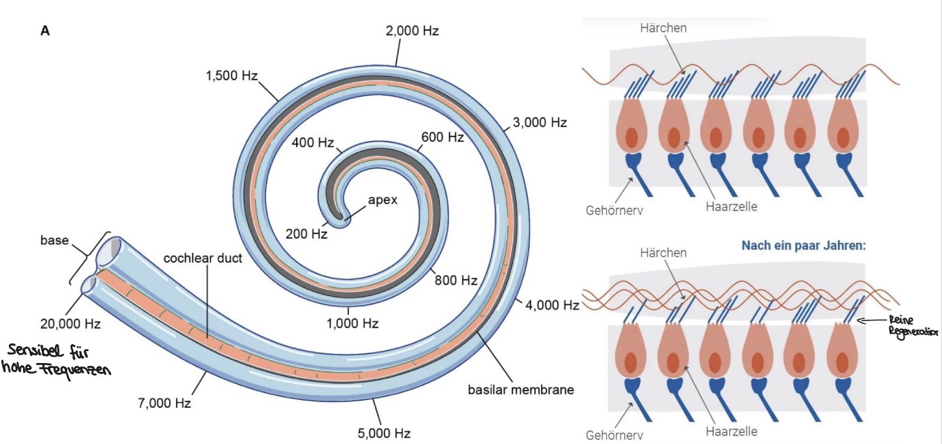 <ol start="3"><li><p>sensorische Transduktion: Haarzellen auf der Basilarmembran in der Cochlea wandeln die mechanischen Schwingungen in elktrische Nervenimpulse um. Die Haarzellen unterscheiden sich hinsichtlich ihrer Sensivität für verschiedene Frequenzbereiche</p></li></ol><p>-nah am ovalen Fenster = hohe Frequenzen/hohe Töne; je weiter weg um so sensitiver für totale Frequenzen/tiefe Töne</p>