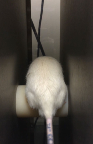 <p>rodent strength and coordination model, mouse place on rotating cylindrical rod, slowly speed up, measure time until mouse falls, mice learn to do this better over time (can also be used as a memory assay)</p>