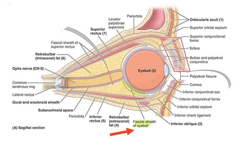 <ul><li><p>connective tissue layer surrounds the eyeball</p></li><li><p>post. forms actual socket for eyeball</p></li></ul><p></p>