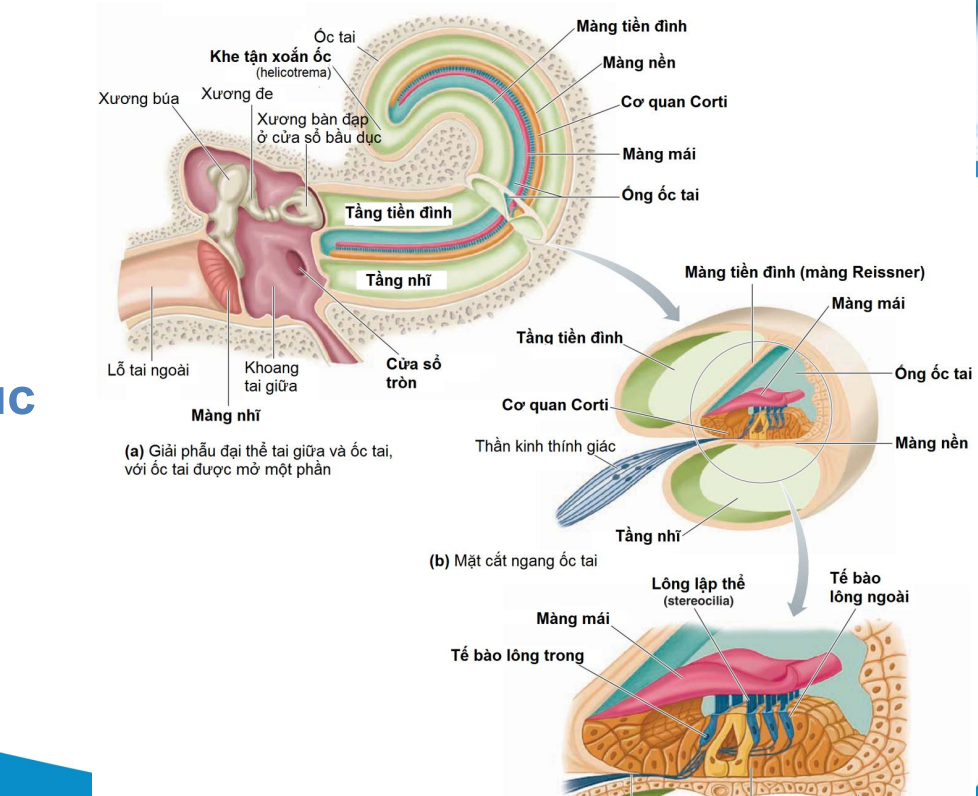 <p>Âm thanh rung màng nhĩ→rung xương con→xương bàn đạp rung cửa sổ bầu dục→truyền xung vào tầng tiền đình rồi tầng nhĩ→rung lông của cơ quan corti→chuyển thành xung thần kinh</p>