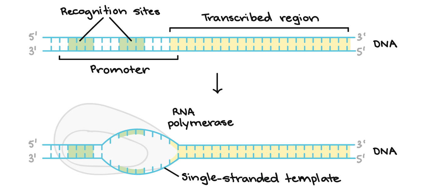 <p>RNA polymerase (protein enzyme) is recruited to promoter located upstream (5’); promoter DNA doesn’t code for protein but recruits transcriptional machinery</p>