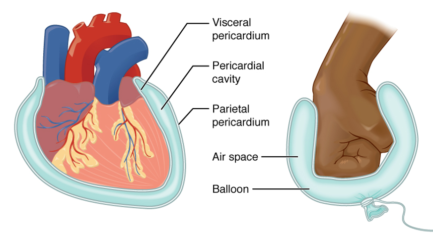 <p>Consists of two parts</p><ul><li><p>inner <strong>visceral layer =</strong> <strong>epicardium</strong></p><ul><li><p>attached to the surface of the heart</p></li></ul></li><li><p>outer <strong>parietal layer = adjacent to the fibrous pericardium</strong></p></li><li><p>Space between the layers is called the <strong>pericardial cavity &amp; contains pericardial fluid</strong></p></li></ul><p></p>