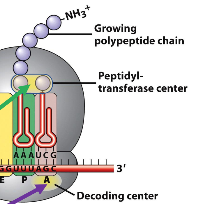 <ol><li><p>Peptidyl-transferase centre (where protein synthesis occurs)</p></li><li><p>Decoding centre (where tRNAs are matched to codons)</p></li></ol><p></p>