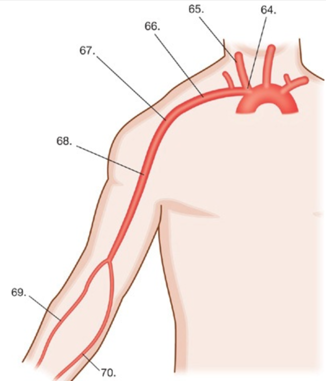 <p>Match the structures in Fig. 4–61 with the names of the arteries - #66</p><p>(A) Radial artery</p><p class="p1">(B) Common carotid artery</p><p class="p1">(C) Ulnar artery</p><p class="p1">(D) Innominate artery</p><p class="p1">(E) Brachial artery</p><p class="p1">(F) Axillary artery</p><p class="p1">(G) Subclavian artery</p>