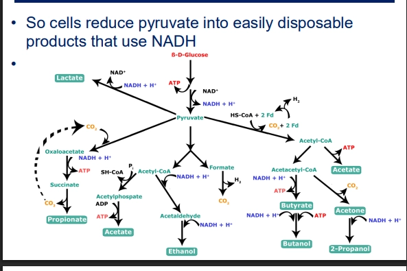 <ul><li><p>we can make food from fermentation products (or ethanol etc) which is done by forcing the microbe of interest to metabolise in an environment with no terminal e acceptor - so it must do fermentation</p></li></ul><p></p>